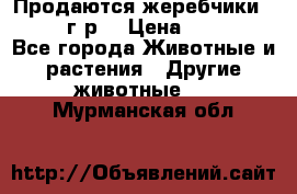 Продаются жеребчики 14,15 16 г.р  › Цена ­ 177 000 - Все города Животные и растения » Другие животные   . Мурманская обл.